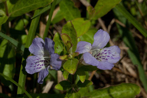 Dyschoriste oblongifolia #4